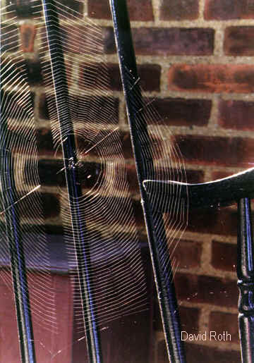 web1.jpg (41928 bytes)